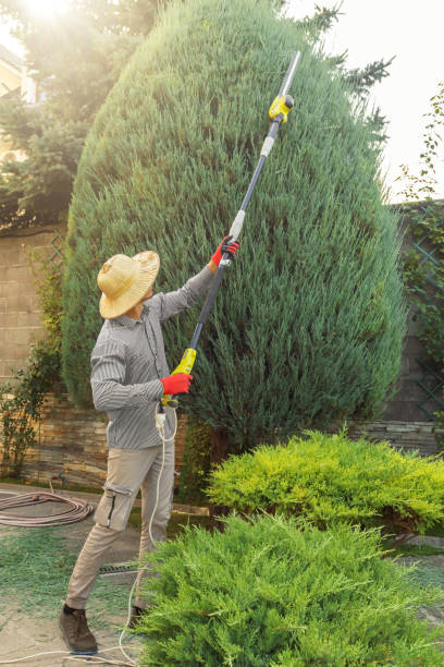 How Our Tree Care Process Works  in Murrieta, CA